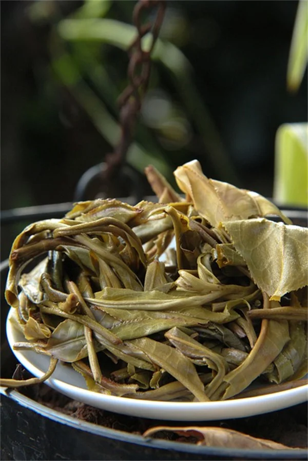 Why Azalea Blooms Turn Brown and How to Fix It