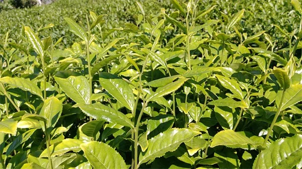 Basil Plant Uses: 7 Strange But Powerful Tricks